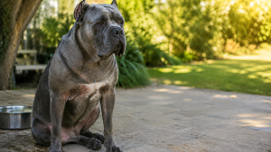 Problemas de piel frecuentes en el Cane Corso durante los meses de calor