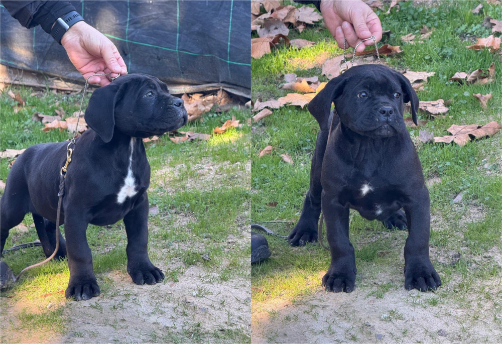 Axel y Aisha, cachorros disponibles