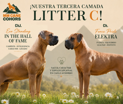 Nueva camada de Cane Corso, la C de MM Cane Cohors