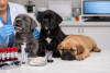 ¿Qué pruebas genéticas realizamos a nuestros Cane Corso?