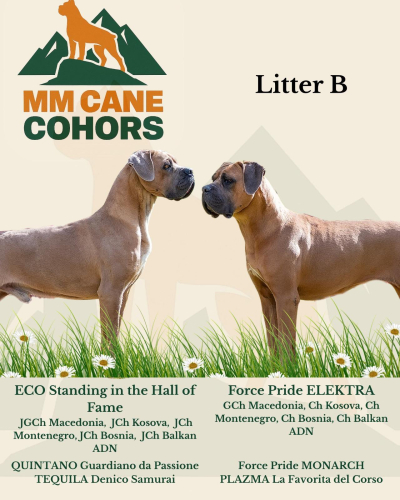 Nuestra segunda camada de Cane Corso