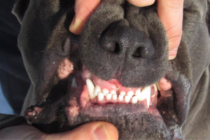 Cuidado dental de tu Cane Corso y prevención de sarro