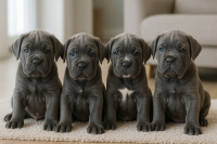 C&oacute;mo preparamos a los cachorros para convivir en familia