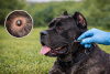 Garrapatas en el Cane Corso. C&oacute;mo detectarlas a tiempo