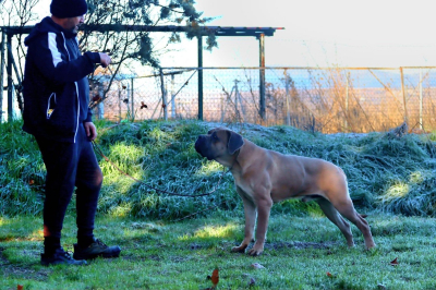 Cómo pasear a tu Cane Corso. Consejos prácticos para un perro equilibrado