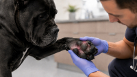 Pododermatitis en el Cane Corso