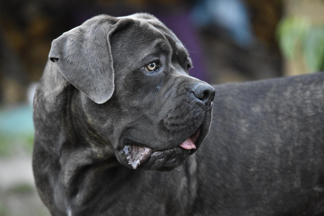 cane-corso-barcelona-3