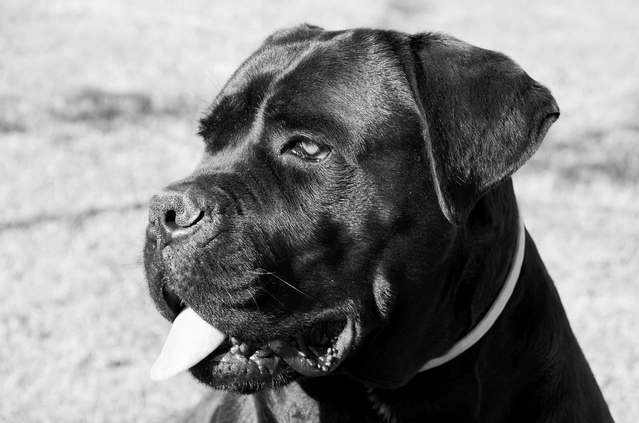 cane-corso-barcelona-4