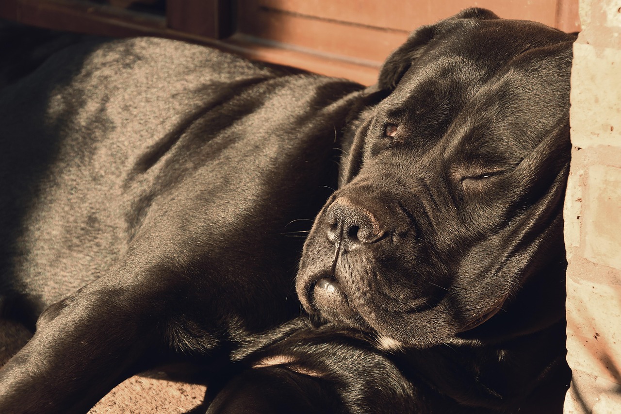 ok-cane-corso-barcelona-2